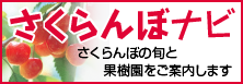さくらんぼナビ