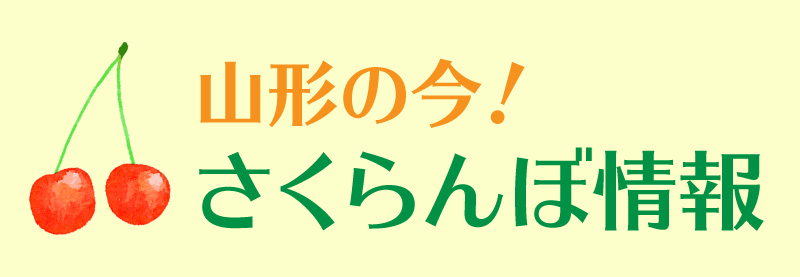 山形の今！さくらんぼ情報