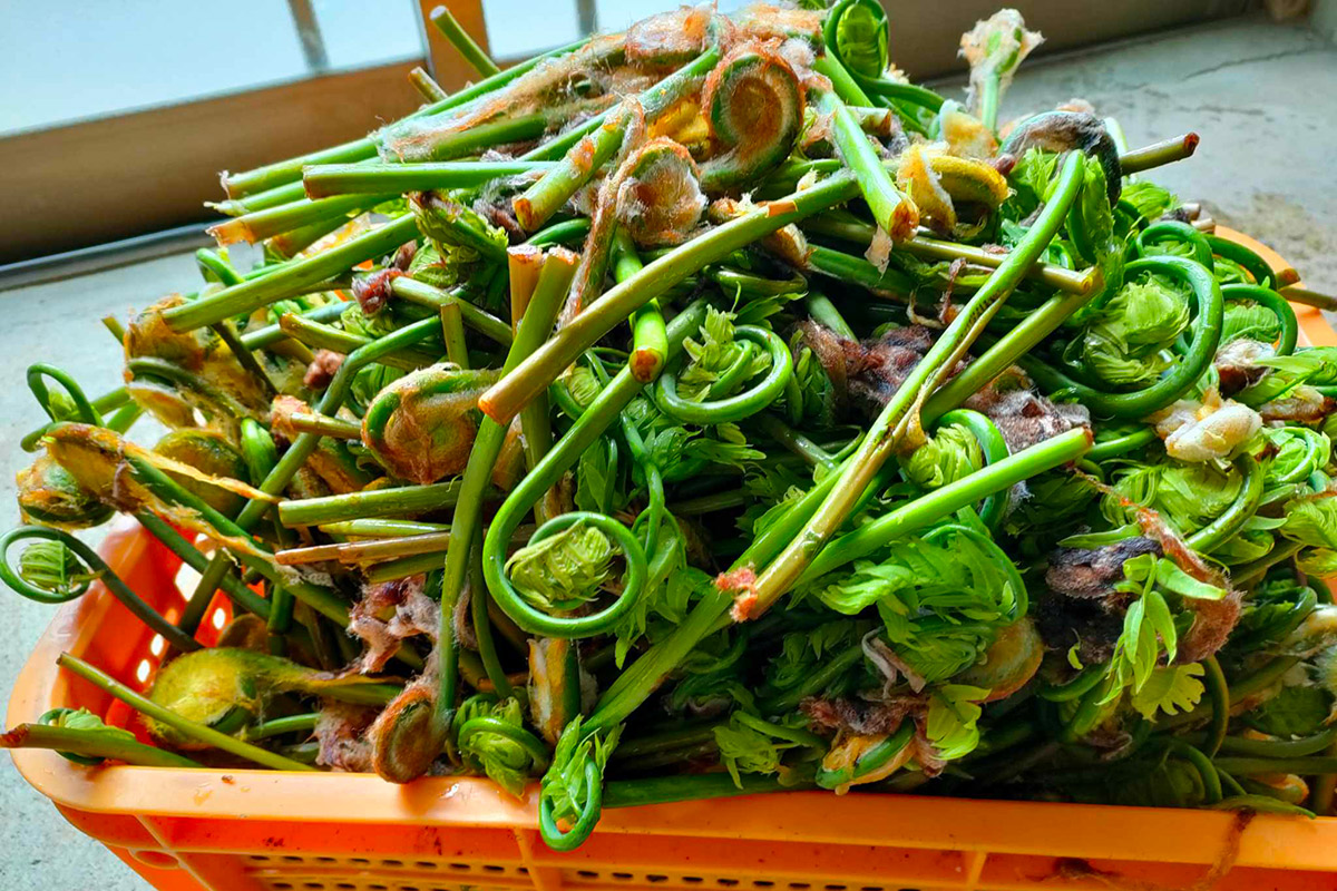 芽吹きの春の味山菜収穫体験