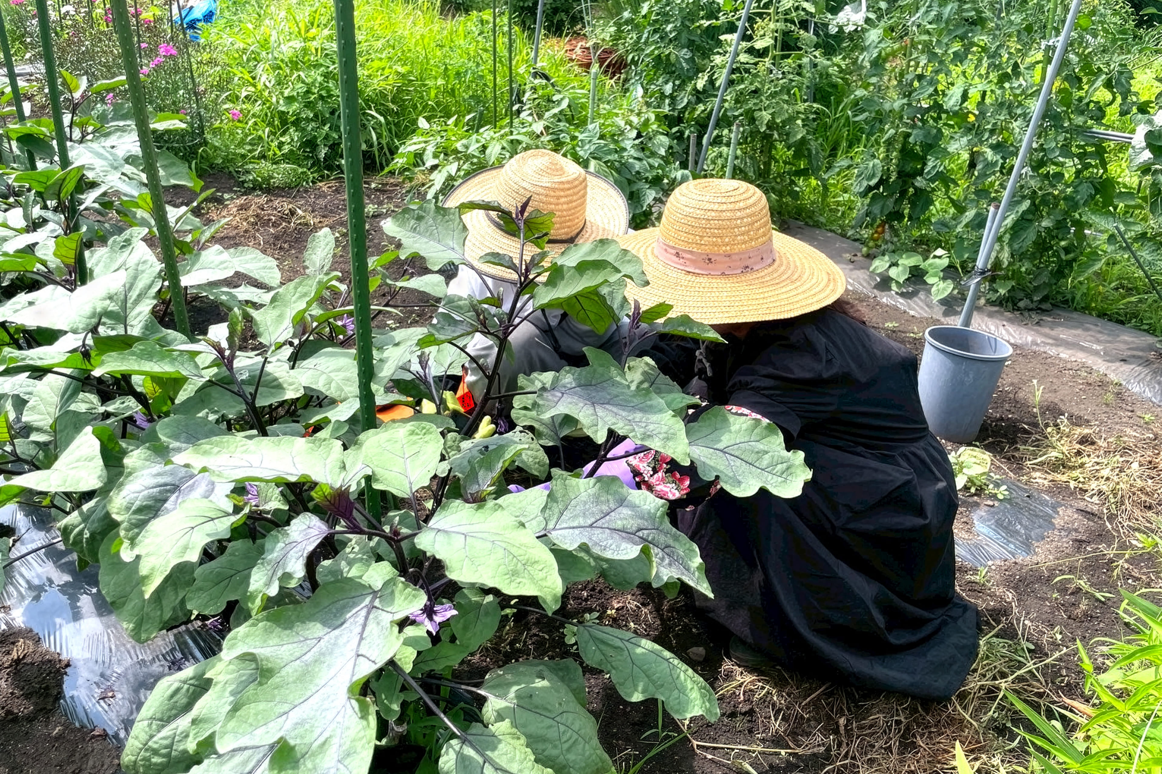 尾花沢　野菜収穫体験