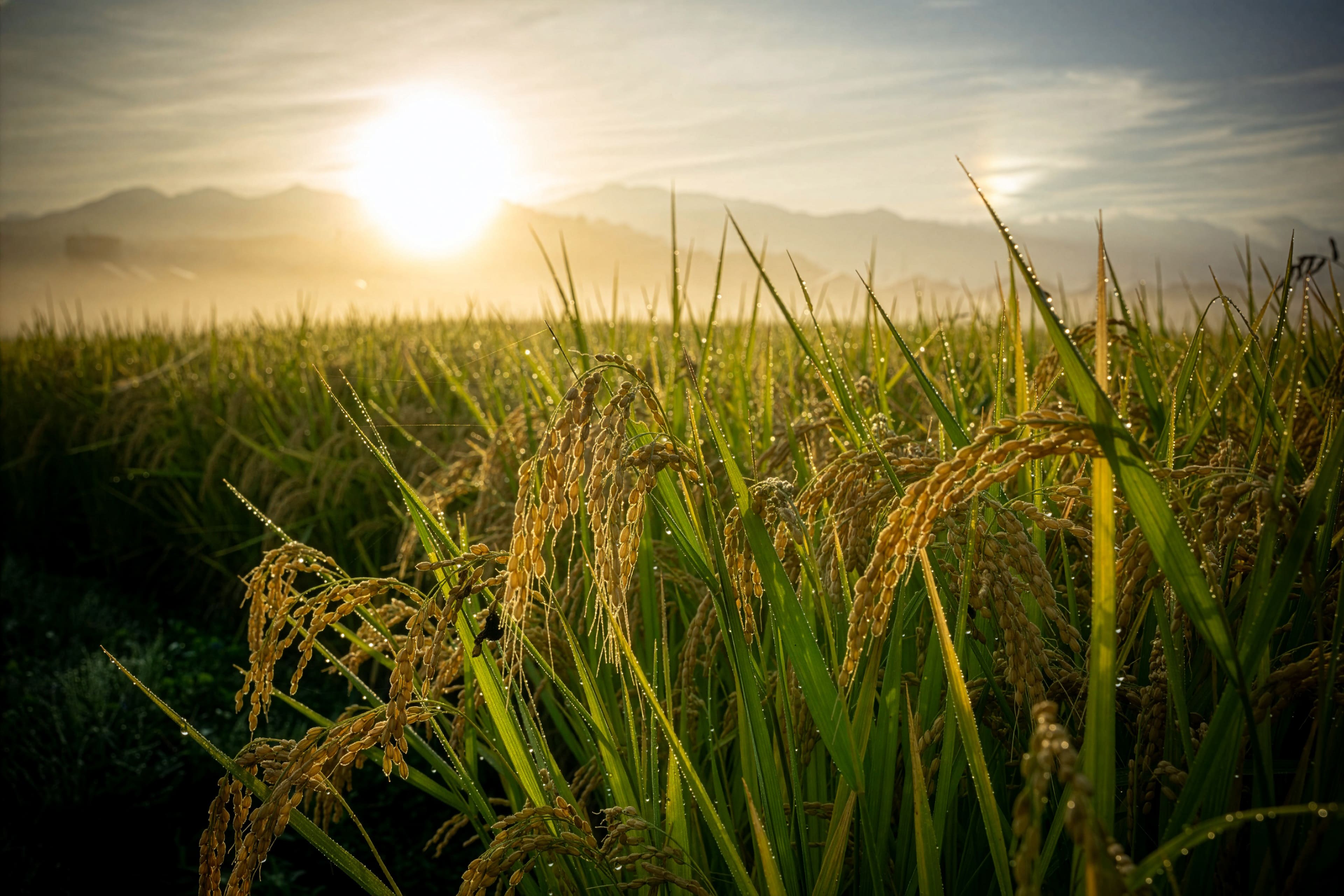 朝日と首を垂れる稲穂