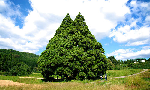 鮭川村エコパーク